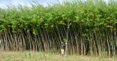 在野外研究木质生物质的研究人员.